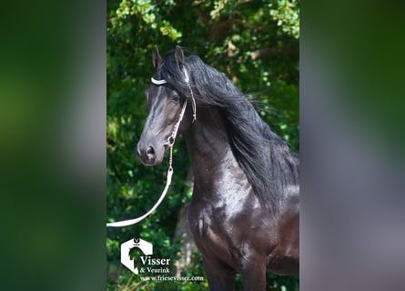 Friesian horses, Stallion, 4 years, 16 hh