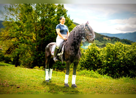 Friesian horses, Stallion, 5 years, 15,3 hh, Black