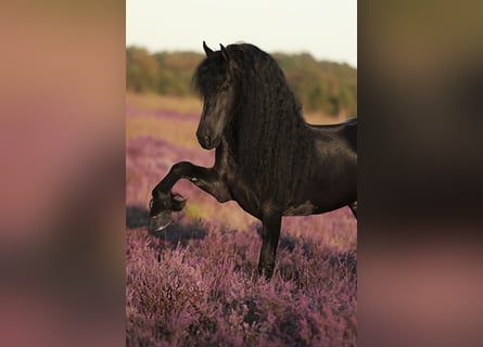 Friesian horses, Stallion, 5 years, 16,1 hh, Black