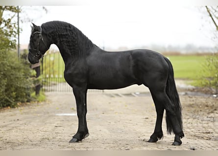 Friesian horses, Stallion, 5 years, 16,1 hh, Black