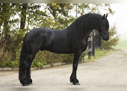 Friesian horses, Stallion, 5 years, 16,1 hh, Black