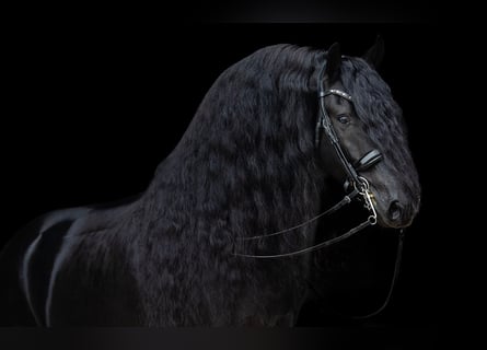 Friesian horses, Stallion, 5 years, 16,1 hh, Black