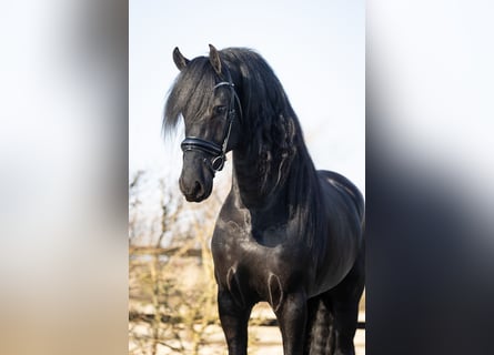 Friesian horses, Stallion, 5 years, 16,2 hh, Black