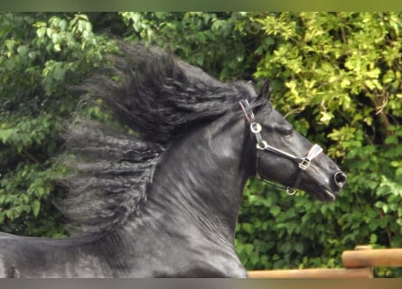 Friesian horses, Stallion, 5 years, 16,2 hh, Black