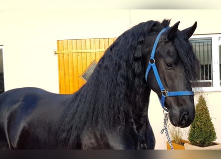 Friesian horses, Stallion, 5 years, 16 hh, Black