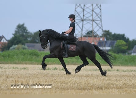 Friesian horses, Stallion, 5 years, 16 hh, Black