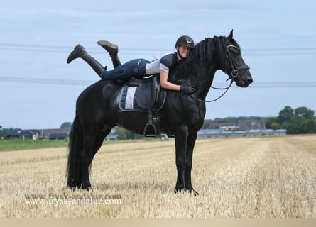 Friesian horses, Stallion, 5 years, 16 hh, Black