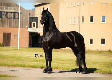 Friesian horses, Stallion, 5 years, 16 hh, Black
