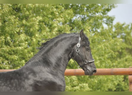 Friesian horses, Stallion, 5 years, 16,1 hh, Black
