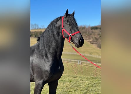 Friesian horses, Stallion, 5 years, 16,1 hh, Black