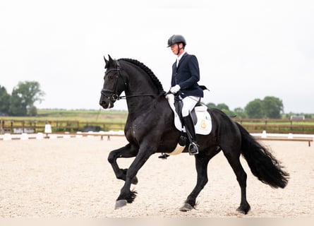 Friesian horses, Stallion, 5 years, 16,2 hh, Black