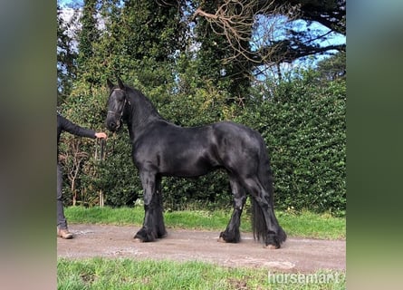 Friesian horses, Stallion, 6 years, 15,3 hh, Black