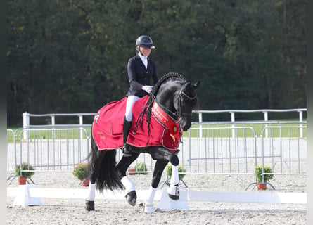 Friesian horses, Stallion, 6 years, 16,2 hh, Black