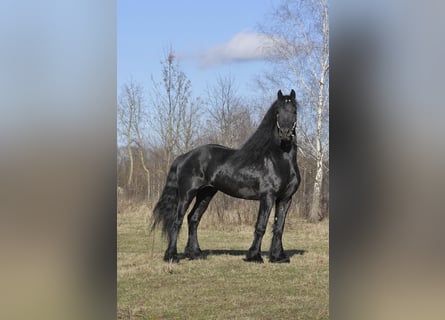 Friesian horses, Stallion, 6 years, 16 hh, Black