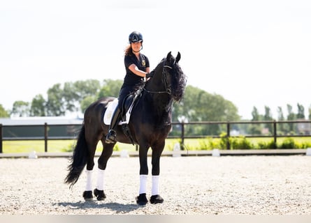 Friesian horses, Stallion, 6 years, 16 hh, Black