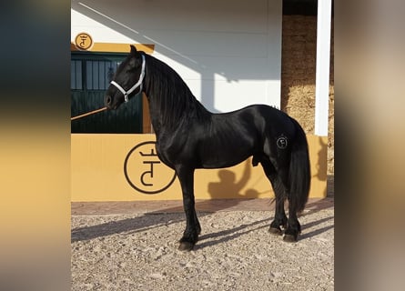 Friesian horses, Stallion, 7 years, 16.3 hh, Black