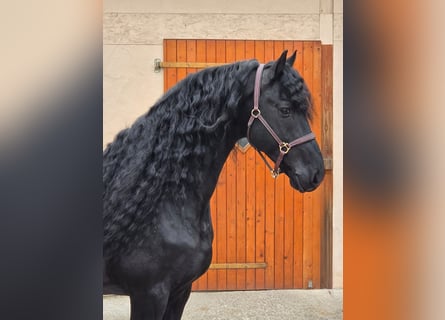 Friesian horses, Stallion, 7 years, 16 hh, Black