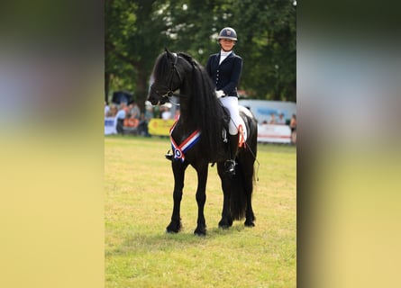 Friesian horses, Stallion, 7 years, 16,2 hh, Black