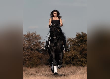 Friesian horses, Stallion, 7 years, 16,3 hh, Black