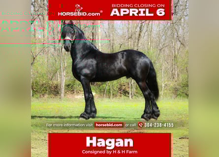 Friesian horses, Stallion, 8 years, 15.2 hh, Black