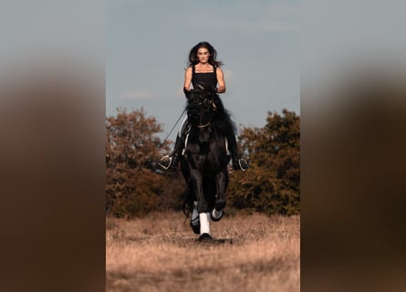 Friesian horses, Stallion, 8 years, 16,3 hh, Smoky-Black