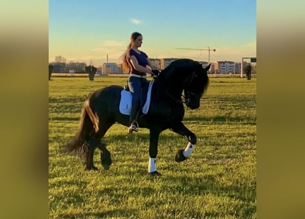 Friesian horses, Stallion, 9 years, 16.3 hh, Black