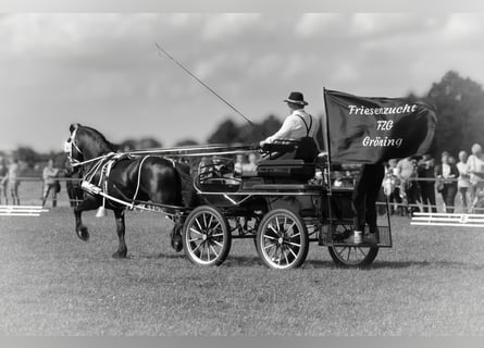 Friesian horses, Stallion, 8 years, 16 hh, Black