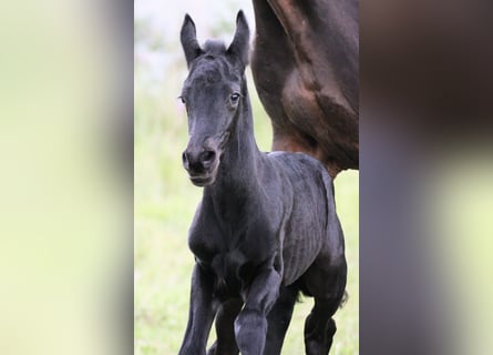 Friesian horses Mix, Stallion, , 15,2 hh, Black