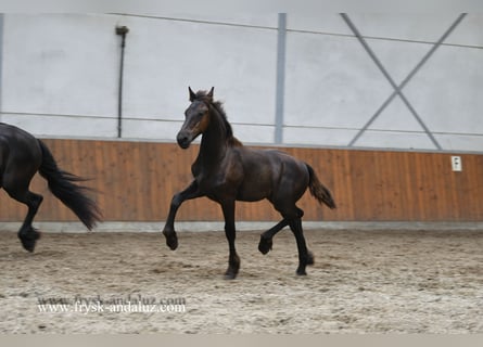 Friesian horses, Stallion, , 16 hh, Black