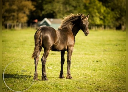 Friesian horses, Stallion, Foal (04/2023)