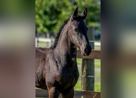Friesian horses, Stallion, , Black