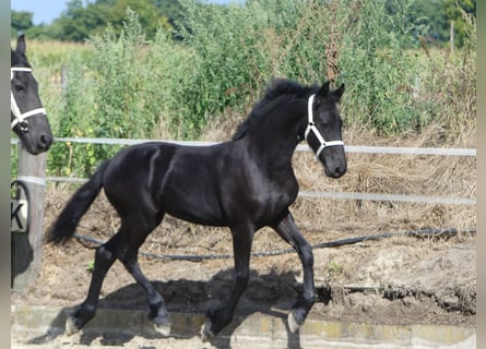 Friesian horses, Stallion, Foal (04/2025), Black