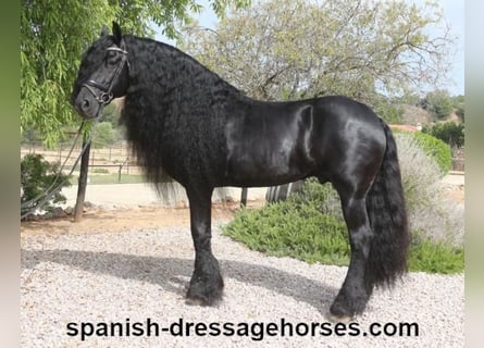 Frison, Étalon, 10 Ans, 165 cm, Noir