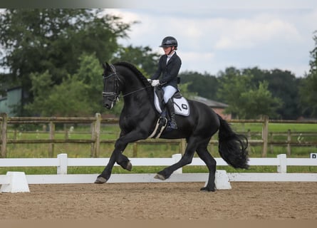 Frison, Étalon, 10 Ans, 167 cm, Noir