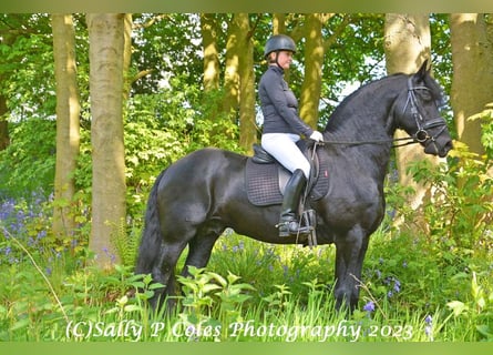 Frison, Étalon, 11 Ans, Noir