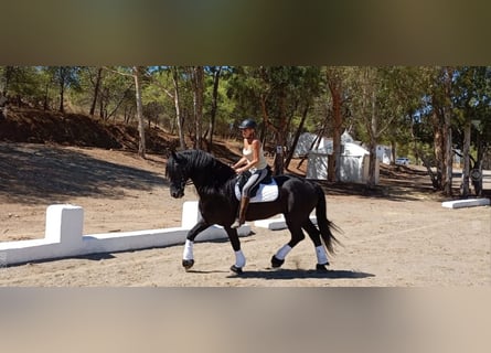 Frison, Étalon, 13 Ans, 170 cm, Noir