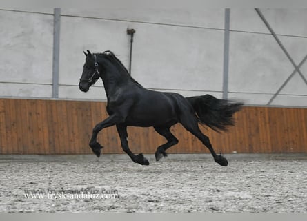 Frison, Étalon, 2 Ans, 163 cm, Noir