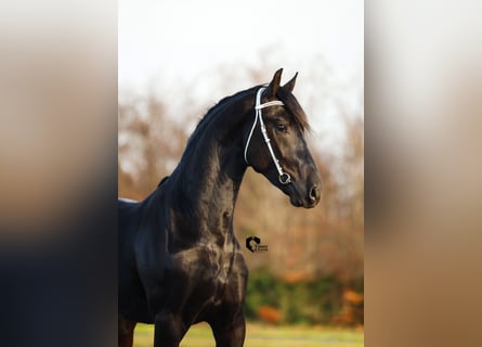 Frison, Étalon, 3 Ans, 165 cm