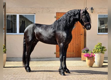 Frison, Étalon, 3 Ans, 168 cm, Noir