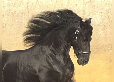 Frison, Étalon, 3 Ans, 168 cm, Noir