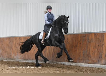 Frison, Étalon, 3 Ans, 169 cm, Noir