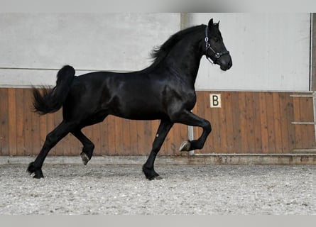 Frison, Étalon, 3 Ans, 170 cm, Noir