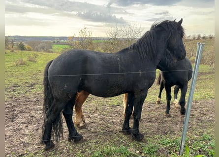 Frison, Étalon, 4 Ans, 161 cm, Noir