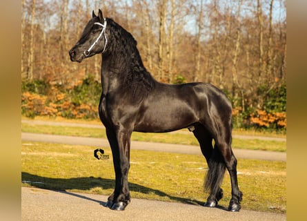 Frison, Étalon, 4 Ans, 163 cm