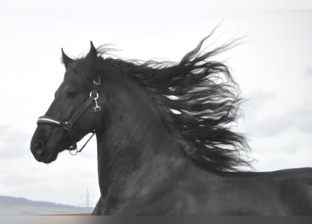 Frison, Étalon, 4 Ans, 163 cm, Noir