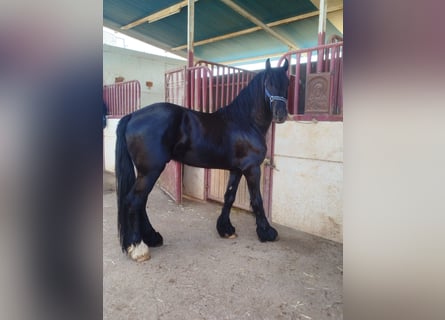 Frison Croisé, Étalon, 4 Ans, 165 cm, Noir