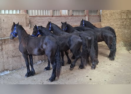 Frison, Étalon, 5 Ans, 164 cm
