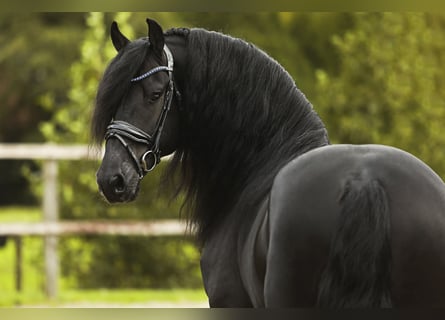 Frison, Étalon, 5 Ans, 164 cm, Noir