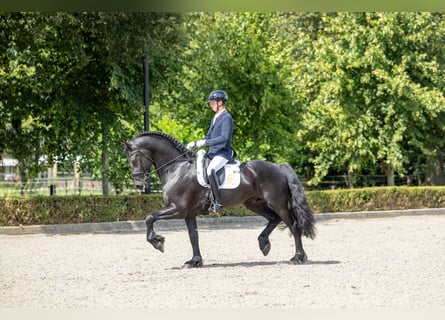 Frison, Étalon, 5 Ans, 170 cm