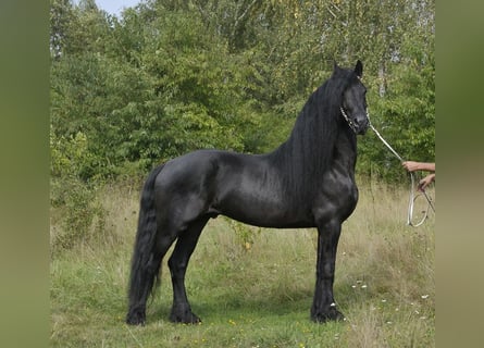 Frison, Étalon, 6 Ans, 165 cm, Noir